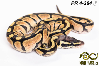 hadi na prodej, mládě, český chov hadů, odchov hadů, mojihadi.cz, Python regius, ballpython, krajta královská, Pastel, het Orange Ghost